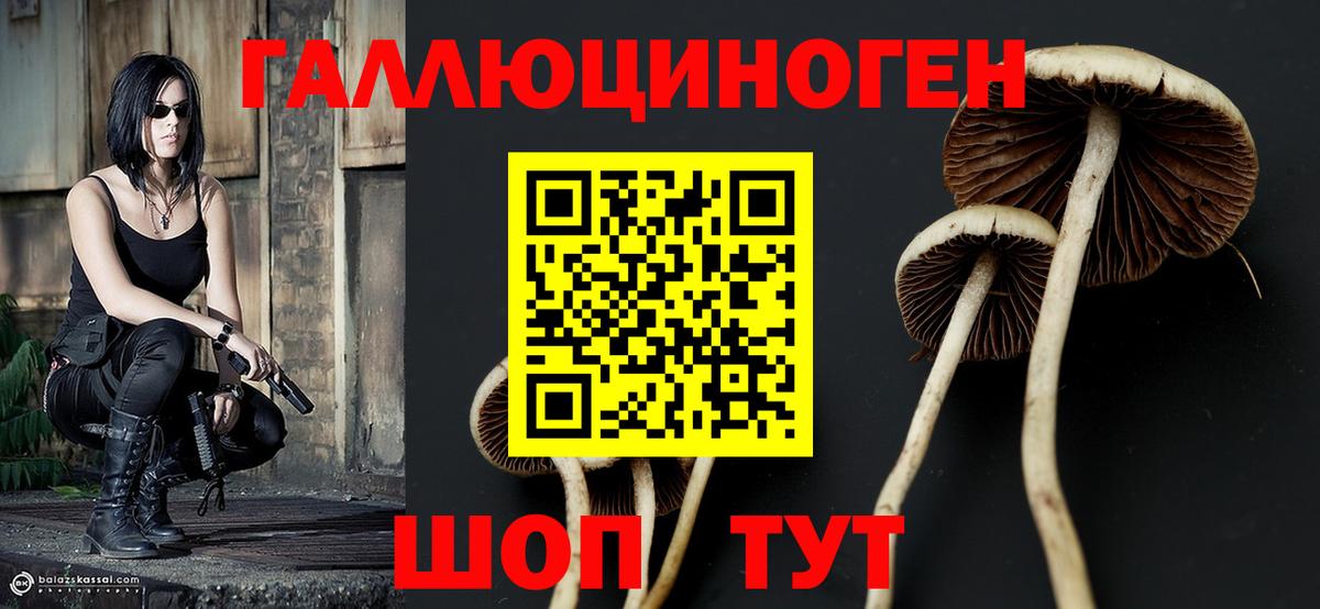 Галлюциногенные грибы Psilocybe Владимир